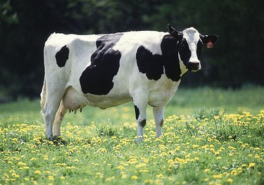 375px-Cow.jpeg