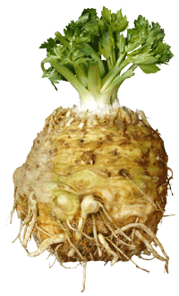 celery-root.gif