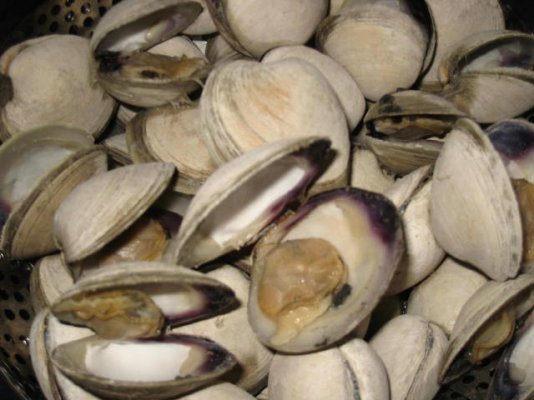 clams1.jpg