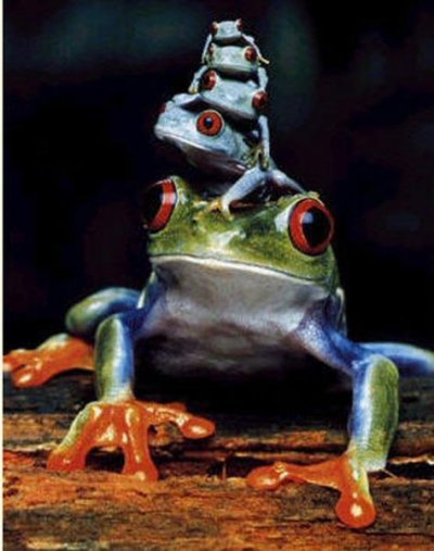 Froggy.jpg