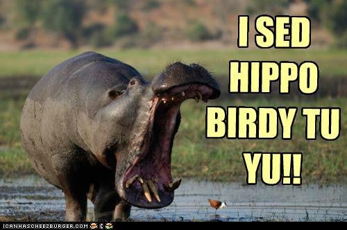 hippo birdy.jpg