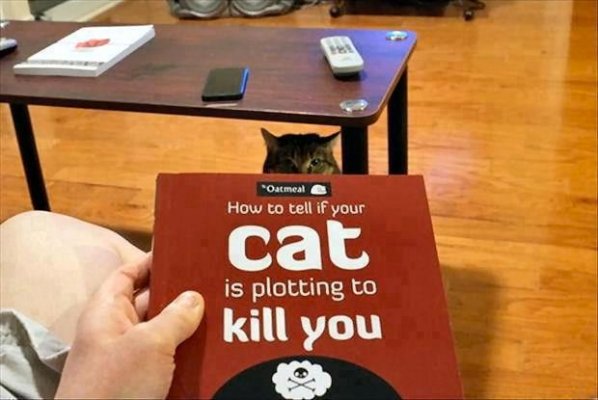 Cat Plotting.jpg