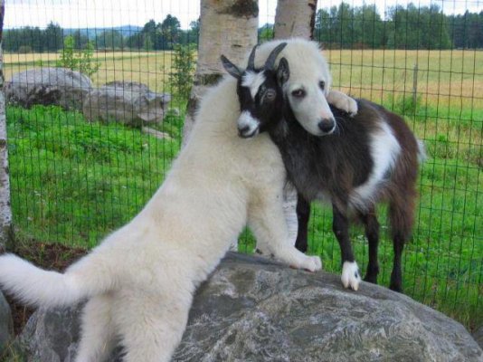 A Dog and His Goat.jpg