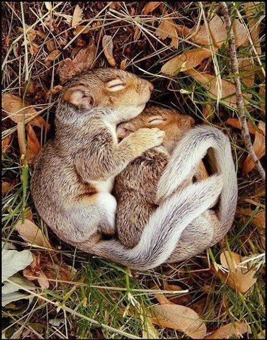 Cuddling Chipmunks (I think).jpg