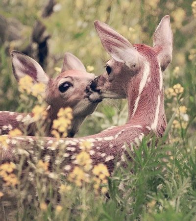 Deer kiss.jpg