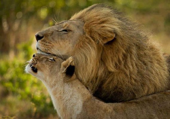 Lion and Lioness.jpg