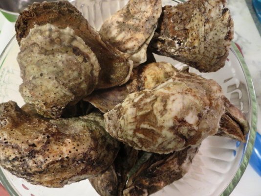 oysters1.jpg
