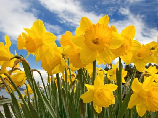 Daffodil-flowers-30709818-1600-1200.jpg