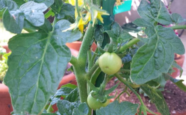 tiny tomatoes.jpg