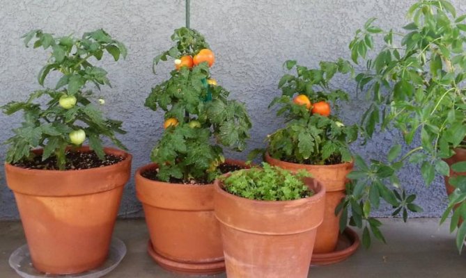 patio tomatoes2.jpg
