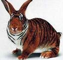Tiger Bunny.jpg
