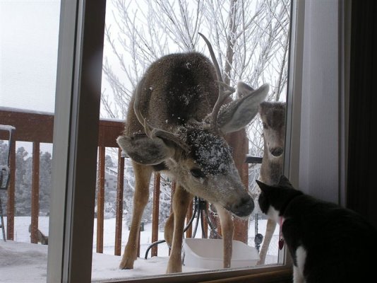 kitty cat and deer.jpg