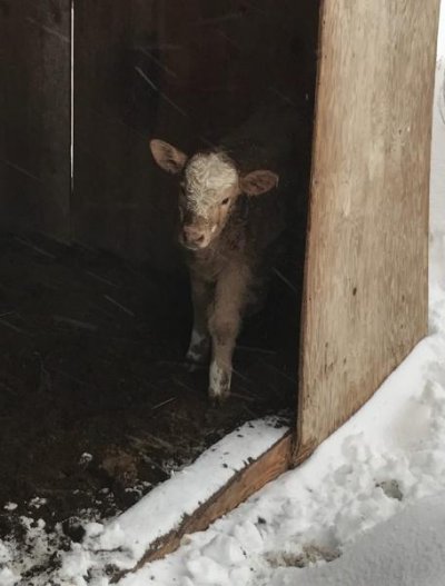 snow of '17, baby calf.jpg