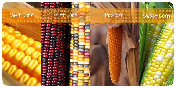 corn+types.png