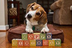 Happy birthday Beagle.jpg