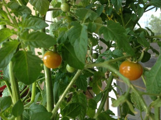 first tomatoes.jpg