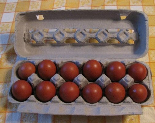 Maran Eggs.jpg