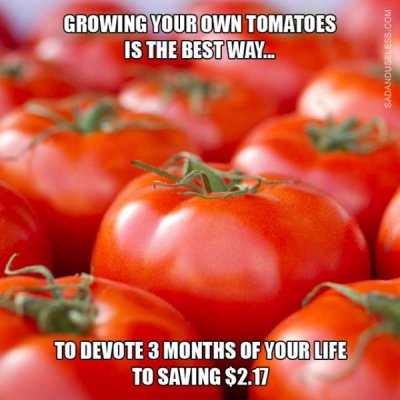 Tomato Harvest.jpg