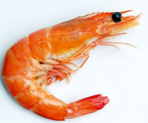 Shrimp1_1.jpg
