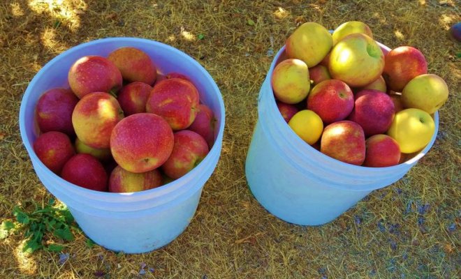 30 lbs. of apples.jpg