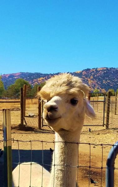 rod stewart hair alpaca.jpg