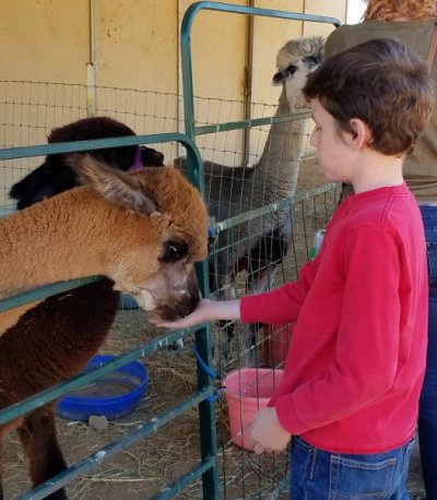 Tyler feeding an alpaca.jpg