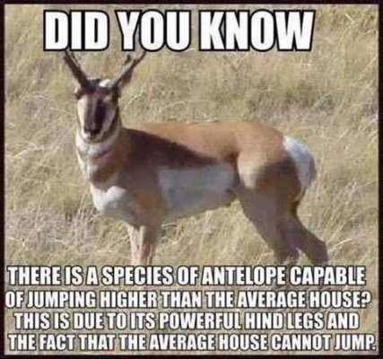 antelope joke.jpg