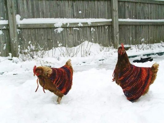 chicken capes.jpg