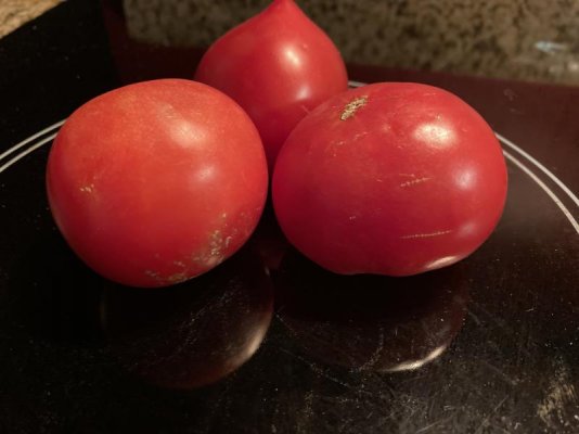 fresh tomatoes.jpg