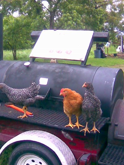 chicken on the grill...really.jpg