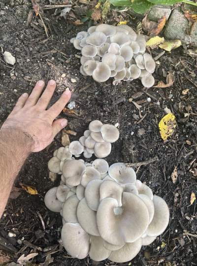 Mushroom 3 .png