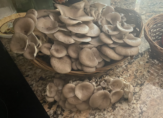 Mushroom 4 .png