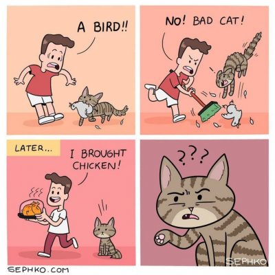 cat, bird, chicken.jpg