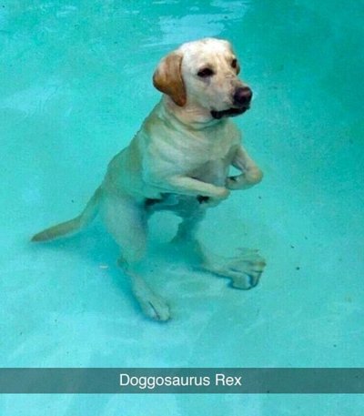 dog rex.jpg