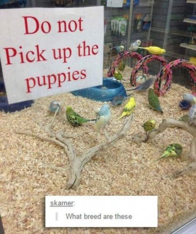 DO NOT PICK UP THE PUPPIES.jpg