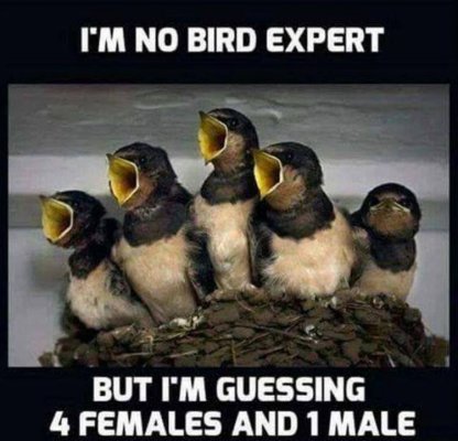 BIRD EXPERT.jpg