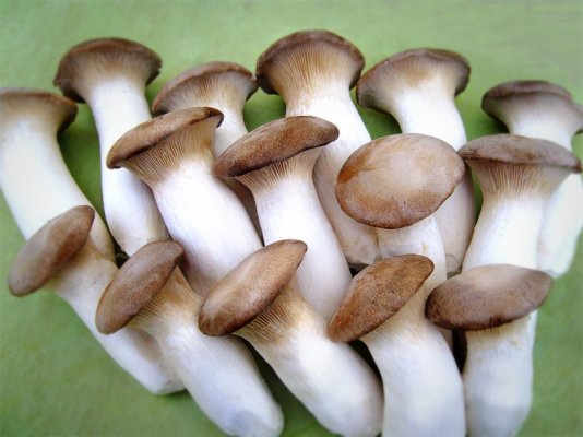 King Oyster Mushrooms.jpg