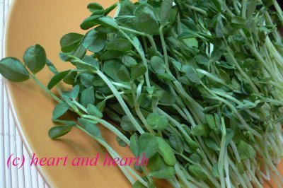 Snow_Pea_Sprouts.jpg