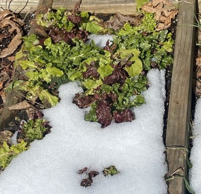 Snow lettuce .png