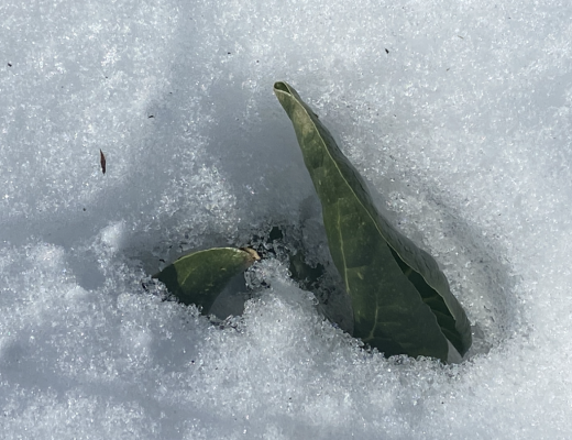 Snow chard.png