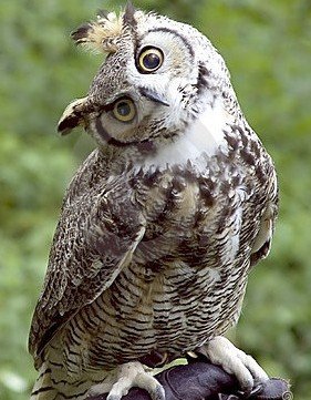 huh-owl.jpg