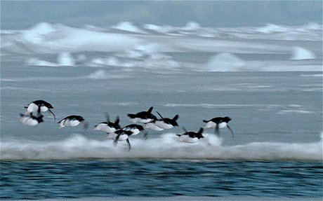 Flying_penguins_1861931c.jpg