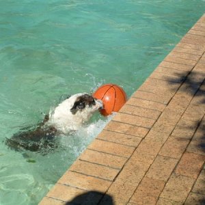 Jake-the swimming bulldog