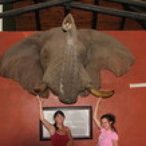 Eastern Cape Holiday - The stuffed head of Hapoor - legendary leader of the elephants in Addo Elephant Park for over 20 years