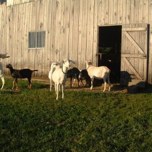 rearing is common goat behavior