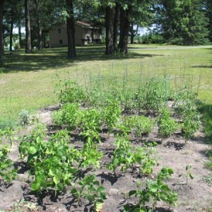 From front to back, green and yellow string beans, assorted peppers, 4 kinds of basil and some other herbs, tomatoes, my mom's strawberries, and cukes