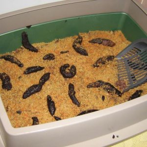 Kitty Litter... CAKE!!! :) Great for halloween and kids parties.