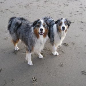 Tessa and Charlie, my Australian Shepherds.  Tessa is a rescue, my Big Girl, the smooshiest dog EVER; and Charlie was my shadow, a total sweetheart - 