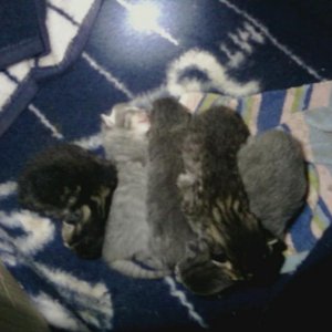 Our cat Mew had Kittens :)