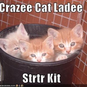 cat lady strtr kit